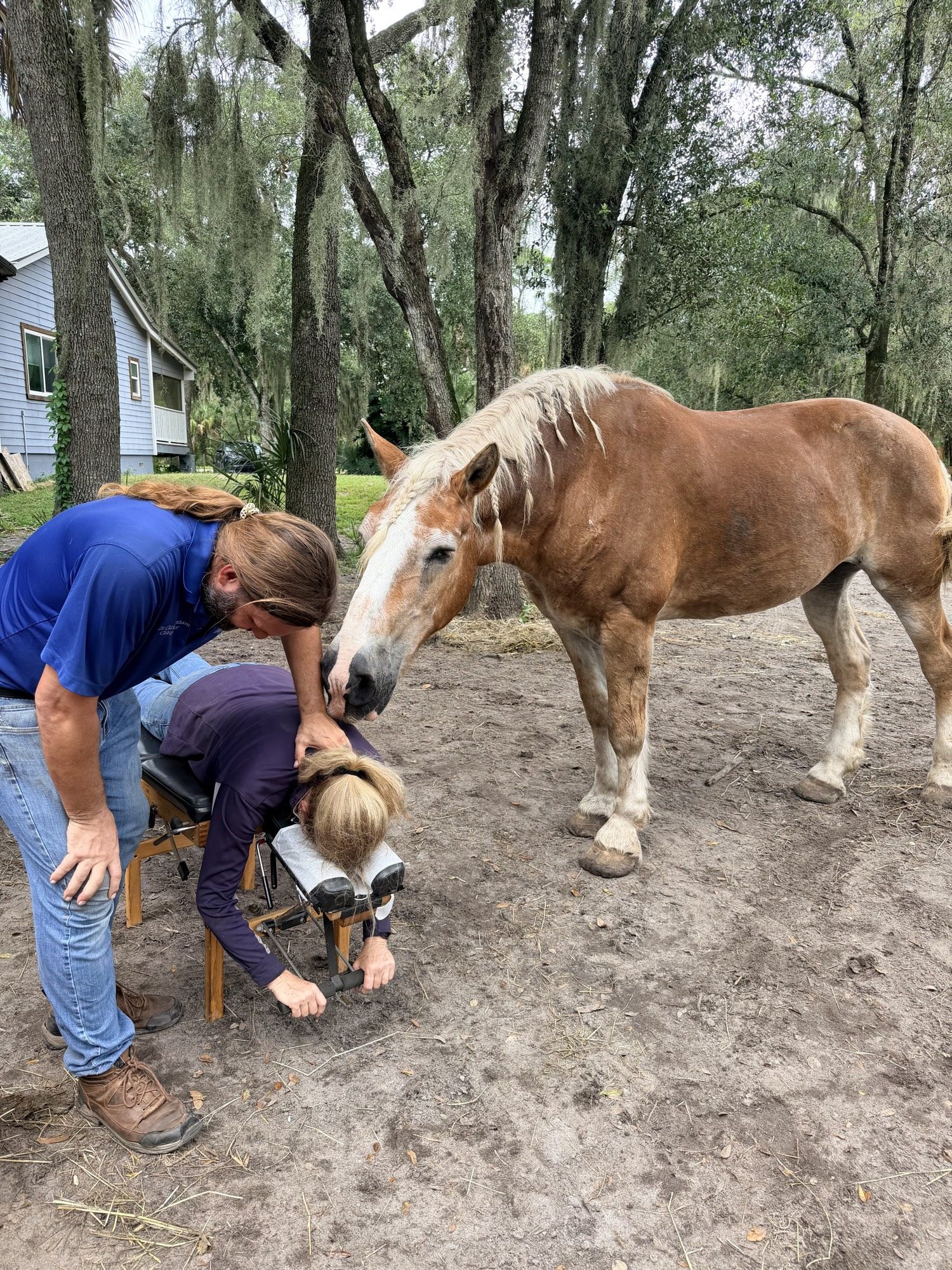 A horse stands in while Dr. Burnham adjusts the person on the same visit